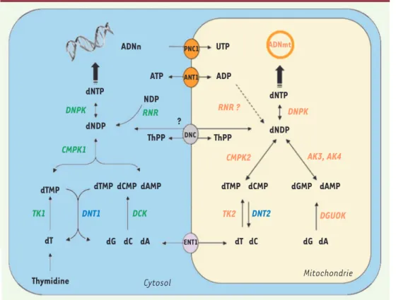 Figure 2. Métabolisme des dNTP. 