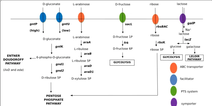 Figure 5 Strategy for the discovery of the genetic basis of sugar degradation and the dispatch of responsible genes throughout the chromosome of 21 Propionibacterium freudenreichii strains