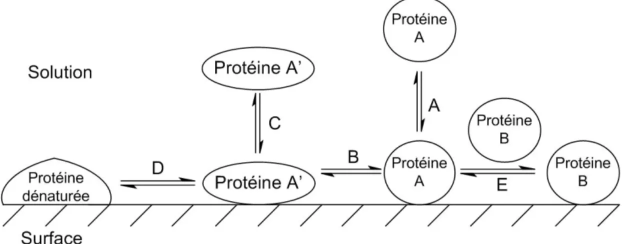 Figure 1.5 : Processus d’adsorption des protéines sur une surface. 