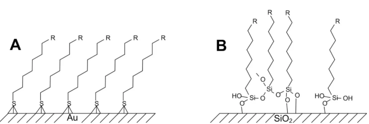 Figure 1.6 : Formation de monocouche auto-assemblée d’alkylthiol sur une surface d’or (A)  et d’alkylsiloxane sur une surface de silice hydroxylée (B)