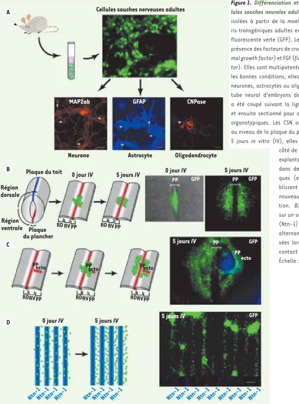 Figure 1.  Différenciation et migration des cel- cel-lules souches neurales adultes. A