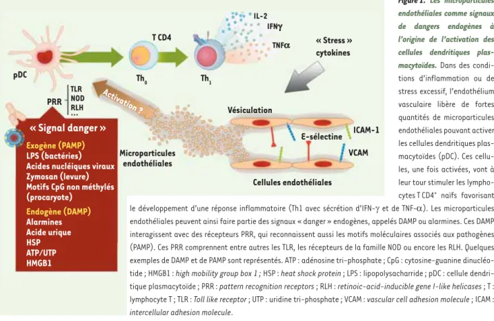 Figure 1.  Les microparticules  endothéliales comme signaux  de dangers endogènes à  l’origine de l’activation des  cellules dendritiques  plas-macytoïdes