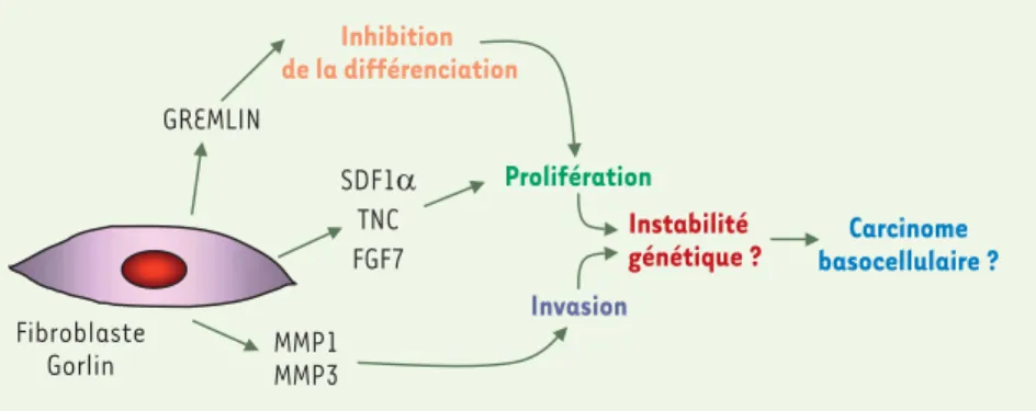 Figure 2. Représentation synthétique des effets  probables de l’altération du transcriptome  dans les fibroblastes de patients Gorlin