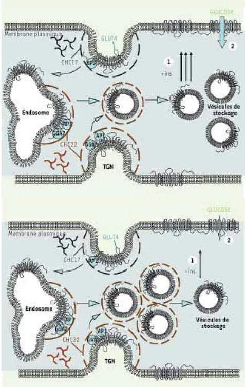 Figure 2.  Mouvements des vésicules GLUT4 en  réponse à l’insuline. (A)  Translocation des  vésicules de GLUT4 en réponse à l’insuline  et influx de glucose