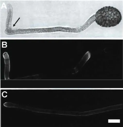Figure 5.  Fluorescence label  with monoclonal antibody JIM7 for methyl-esterified  pectins in  Lilium orientalis  pollen tubes