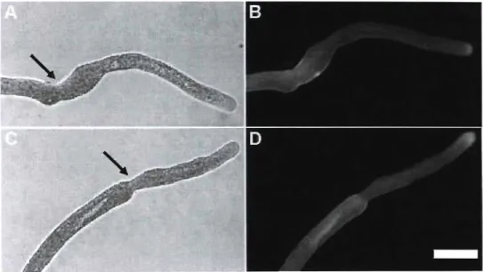 Figure 7.  Fluorescence label  with  calcofluor white  for  cellulose in  Lilium  orienlalis pollen tubes