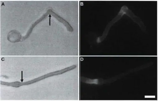 Figure  9.  Treatment  of pre-germinated  Solarrum  chacoense  tubes  with  1.5%  cellulase