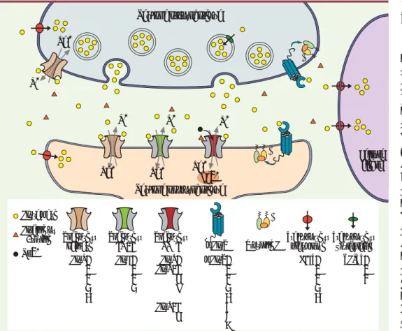 Figure 1. La synapse gluta- gluta-matergique. Na+ Ca2+ α β γ γNa+Na+Neurone présynaptiqueNeurone postsynaptique αβγNa+ CelluleglialeK+K+K+K+Glutamate Glycine ou D-sérine Mg2+ α β Protéine GRécepteurkaïnate GluK1 2 3 4 5 RécepteurAMPAGluA1234 RécepteurNMDAG