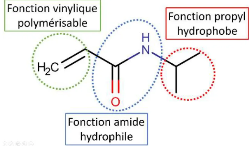 Figure I-1. Monomère de NIPAM et rôle de ses différentes fonctions. 