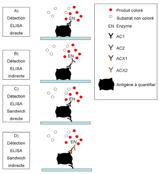 Figure 1.2 : Schéma des principales configurations de détection ELISA, où AC1  est spécifique à l’antigène et AC2 de la même espèce qu’AC1