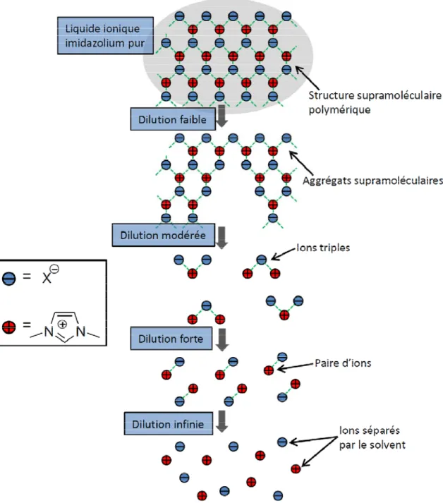 Figure 1.15. Modèle 2D simplifié de l’organisation des sels d’imidazolium selon la  dilution ou en phase liquide