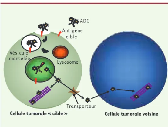 Figure 1. Mécanisme d’action des immunoconjugués de type ADC. Après fixation  sur son antigène cible à la surface de la cellule, l’immunoconjugué est  interna-lisé par un mécanisme d’endocytose