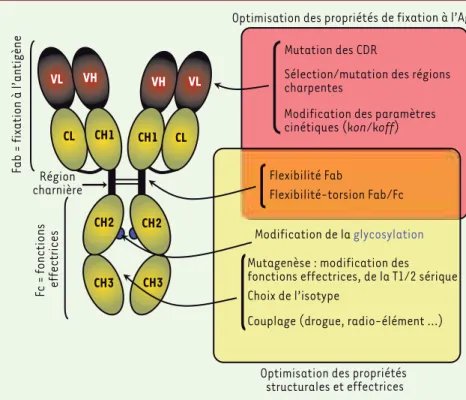 Figure 1.  Les anticorps sur le métier de l’in- l’in-génierie moléculaire.  La sélection des CDR  (complementarity determining regions), des  régions charpentes des domaines VH et VL,  l’optimisation des paramètres cinétiques  d’in-teraction permettent d’o