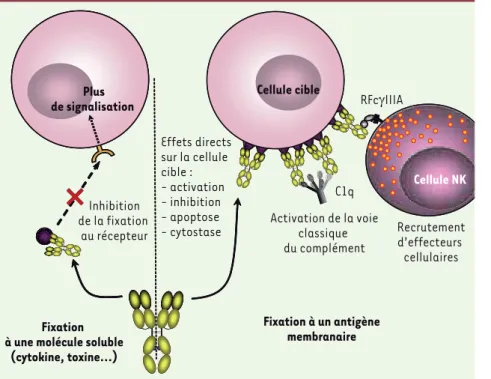 Figure 2.  Les anticorps à l’assaut des anti- anti-gènes solubles ou membranaires. L’action  d’un Ac varie selon sa cible, selon que  celle-ci est soluble (à gauche) ou  membra-naire (à droite)