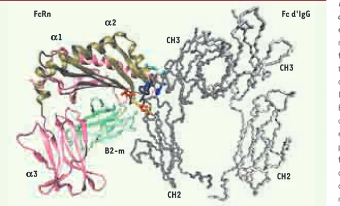 Figure 1.  Représentation tridimensionnelle  de l’interaction entre FcRn et IgG. Le FcRn  est un hétérodimère composé de la  β2-microglobuline (β2-m en vert) associée de  façon non covalente à une chaîne lourde α  transmembranaire (45 kDa) repliée en trois