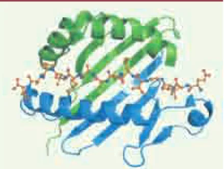 Figure 4. Complexe peptide-CMH de classe II. Le peptide est  figuré en orange et les deux chaînes de la molécule CMH en  vert et bleu.