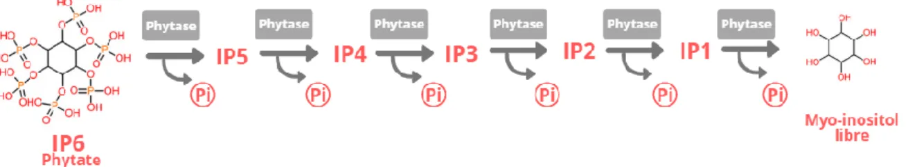 Figure 2 – Schéma résumant l’action des phytases sur l’acide phytique et les phosphates d’inositol inférieurs, entrainant la  libération de phosphate inorganique (Pi)