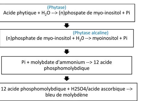 Figure 3 - Principe du dosage enzymatique de l’acide phytique  par le Kit K-PHYT. Inspiré de la vidéo (Libidos 2019; 