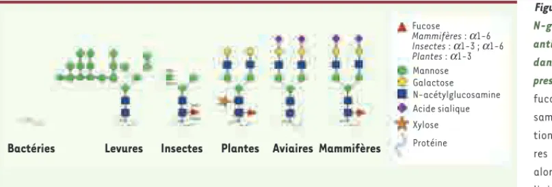 Figure 1. Exemples de structures  N-glycanniques portées par les  anticorps monoclonaux produits  dans différents systèmes  d’ex-pression