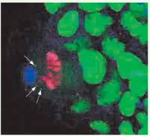 Figure 1. Cellule souche de la lignée germinale en division. L’ADN est en rouge,  on distingue les particules de wicked en vert, elles ségrégent de manière   préférentielle dans la cellule souche (vers la gauche).