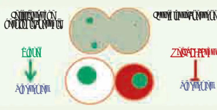 Figure 2. Modèle de la régulation de la croissance cellulaire au cours des  divisions asymétriques des cellules souches germinales et neurales