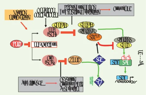 Figure 1.  Principales fonctions des protéines  codées par le locus Ink4A/p16.