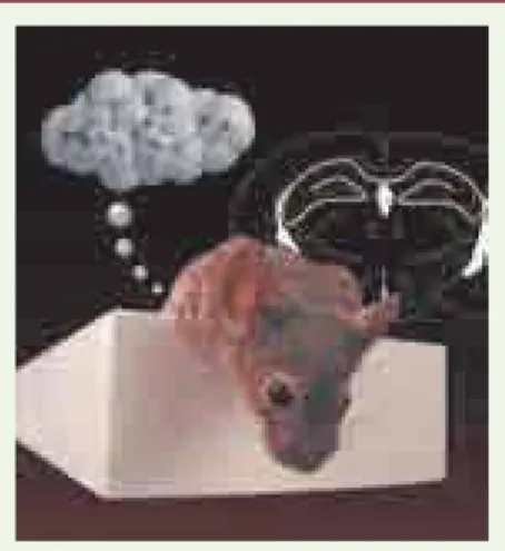 Figure 1. Modélisation de l’anxiété/dépression  chez la souris. Cette photo représente une  sou-ris penchée au dessus d’un bras ouvert, dans le  test du labyrinthe en croix surélevée, test  clas-sique pour mesurer l’anxiété