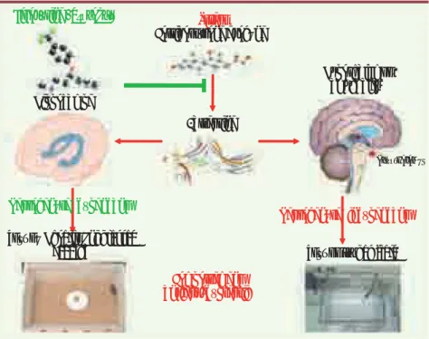 Figure 2.  Schéma synthétique expliquant le  mécanisme d’action du Prozac® dans le modèle  d’anxiété/dépression basé sur l’élévation des  concentrations en glucocorticoïdes