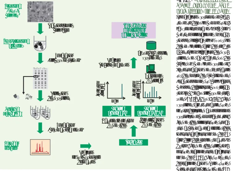 Figure 1.  Déroulement d’une  analyse protéomique basée  sur la spectrométrie de masse