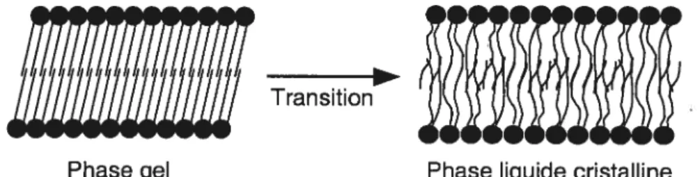 Figure 1.2: La transition de la phase gel à la phase liquide cristalline d’une bicouche de phospholipides.