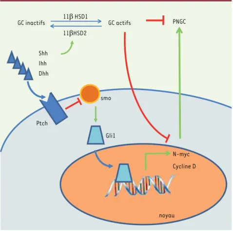 Figure 1.  Représentation schématique du  mécanisme d’action des glucocorticoïdes (GC)   sur la prolifération des PNGC (précurseurs  des neurones granulaires cérébelleux) et de  l’implication de la voie de signalisation Shh