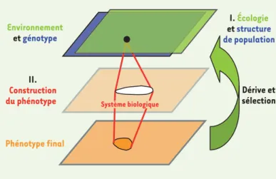 Figure 1.  Génotype, environnement, phénotype intermédiaire,  phénotype final.  Schéma simplifié représentant des espaces  de paramètres du génotype (bleu), de l’environnement (vert)  et du phénotype final (orange)