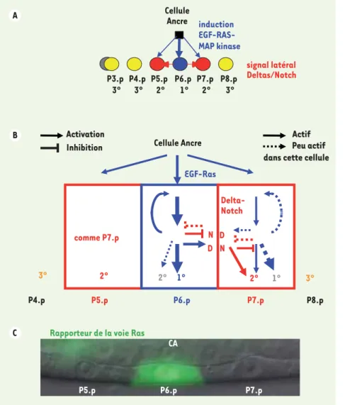 Figure 2.  Réseau de signalisation intercellu- intercellu-laire dans la spécification des cellules  pré-curseurs de la vulve de Caenorhabditis