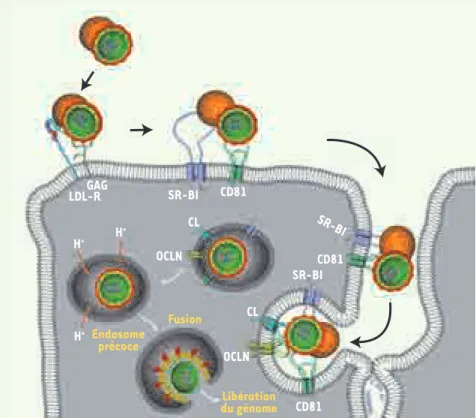 Figure 1. Modèle d’entrée du VHC dans ses cel- cel-lules cibles. Le LDL-R (récepteur des light  den-sity lipoprotein) et les GAG  (glycosaminogly-canes) facilitent l’attachement de la particule  virale au pôle basolatéral des hépatocytes