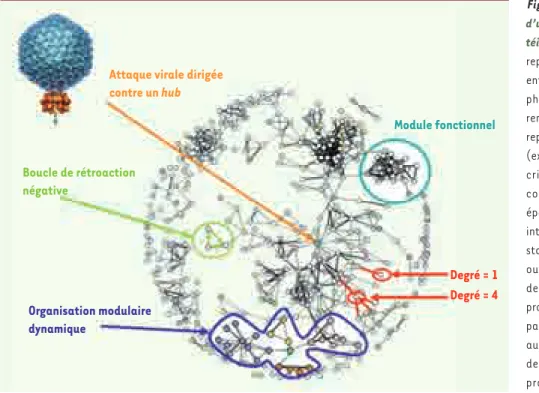 Figure 2.  Représentation théorique  d’un réseau d’interactions entre  pro-téines. Dans ce réseau, chaque nœud  représente une protéine et chaque lien  entre deux nœuds une interaction  bio-physique ou biochimique