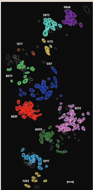 Figure 1. Cartographie antigénique des virus influenza A isolés  entre 1968 et 2003. Chaque souche virale est représentée par  un cercle