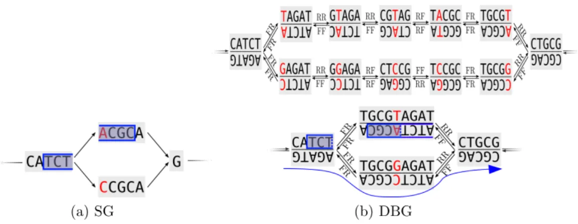 Figure 1: (a) Directed string graph. (b) Uncompressed (upper) and compressed (lower) de-Bruijn Graphs with k = 5