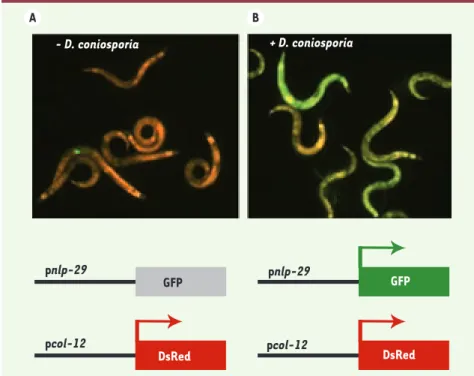 Figure 6. Illustration de l’induction des gènes  nlp-29 après infection.  Une souche  transgé-nique, contenant un promoteur contrôlant  la DsRed exprimé de façon constitutive dans  l’épiderme et le promoteur inductible du gène  nlp-29 contrôlant la GFP, es