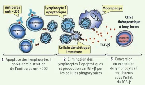 Figure 1. Mécanisme d’induction de tolérance  par l’anticorps anti-CD3. L’induction de  tolé-rance après traitement par l’anticorps  anti-CD3 se décompose en 3 phases : (1)  apop-tose des lymphocytes T induite par l’anticorps  anti-CD3 (immunosuppression t