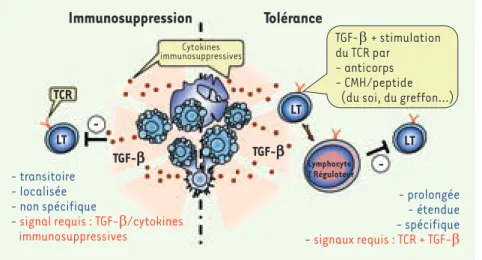 Figure 2. Mécanismes à l’origine des propriétés  immunomodulatrices des cellules  apoptoti-ques
