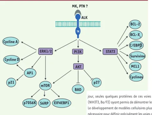 Figure 2.  Voies de signalisation potentiellement  mises en jeu par le récepteur ALK.  La nature du  ou des ligands capable(s) d’activer le récepteur  ALK (anaplastic lymphoma kinase) reste encore  controversée