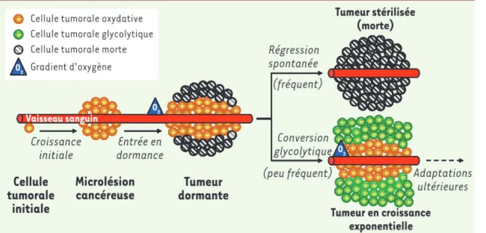 Figure 1. Agenda évolutif d’une tumeur. À l’ori- l’ori-gine du cancer, une cellule a acquis la capacité  de proliférer de manière débridée