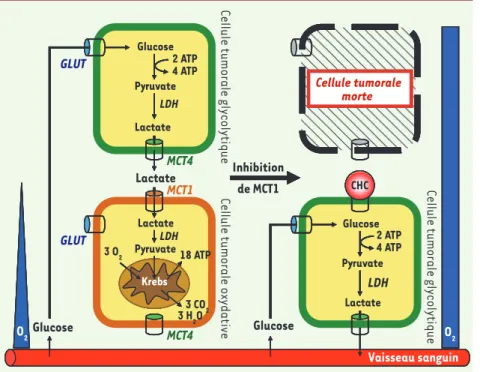 Figure 2. Les tumeurs sont des symbiontes  métaboliques qu’il est possible d’attaquer