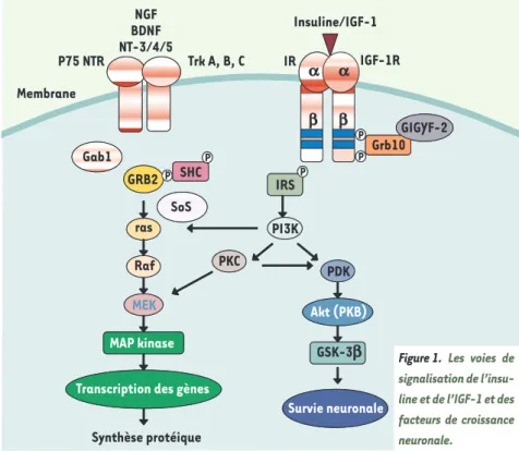 Figure 1. Les voies de  signalisation de  l’insu-line et de l’IGF-1 et des  facteurs de croissance  neuronale.