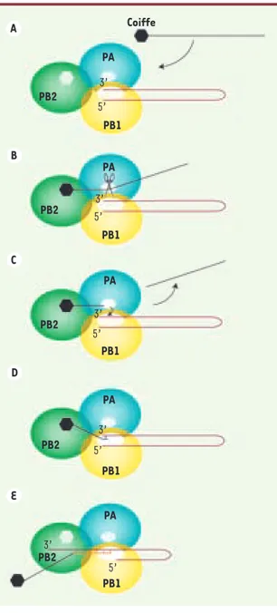 Figure 2. Mécanisme de vol de la coiffe. A. L’ARN polymérase du virus de la grippe fixe  spécifiquement la coiffe d’un pré-ARNm cellulaire à l’aide du domaine de liaison de  la coiffe porté par la sous-unité PB2