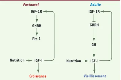 Figure 2. Effet pléïotrope négatif de la signalisation IGF-1 sur  l’axe somatotrope au cours du développement et du  vieillis-sement