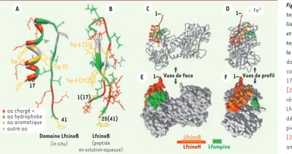 Figure 3. Structure de la lac- lac-toferricine (Lfcine) et  loca-lisation du domaine Lfcine  et de la séquence de la  lac-toferrampine (Lfampine) sur  la Lf