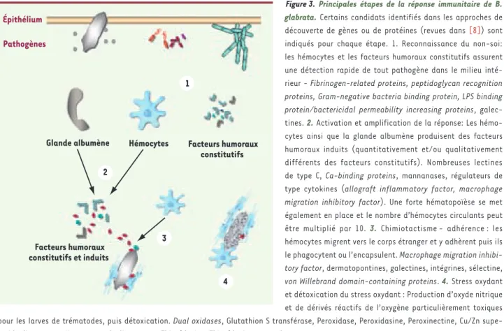 Figure 3.  Principales étapes de la réponse immunitaire de B. 
