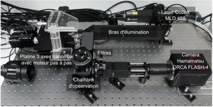 Figure 5: SPIM utilis´e au laboratoire. Le faisceau laser va ˆetre transform´e en une nappe de lumi`ere dans le bras d’illumination qui va par la suite ˆetre projet´e grˆace `a l’objectif d’illumination sur l’´echantillon