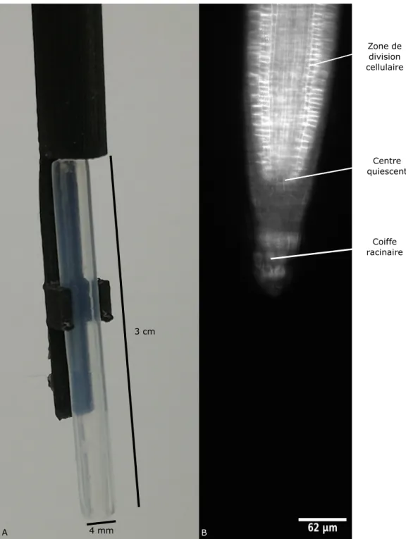 Figure 7: Observation des racines d’ Arabidopsis thaliana A : Image du porte ´echantillon utlis´e pour observer les racines dans le plan de la gravit´e, B : Racine d’Arabidopsis thaliana (lign´ee GFP PIP1,4) observ´ee grˆace `a un microscope `a feuillet de
